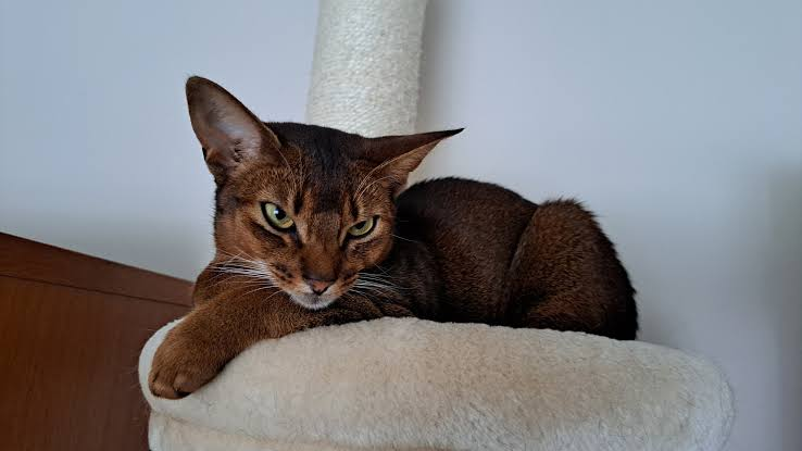 How to Choose a Healthy Abyssinian Cat